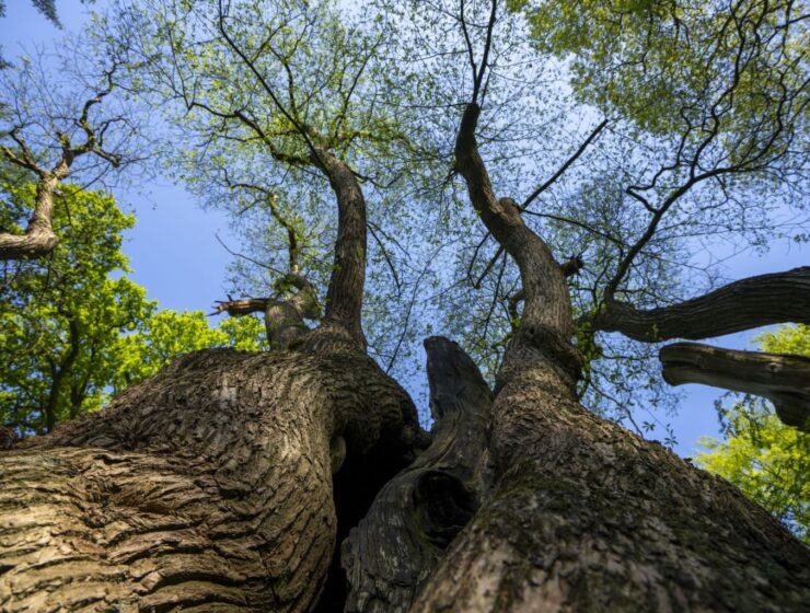 Poortwachters - fotografie Bram Goots